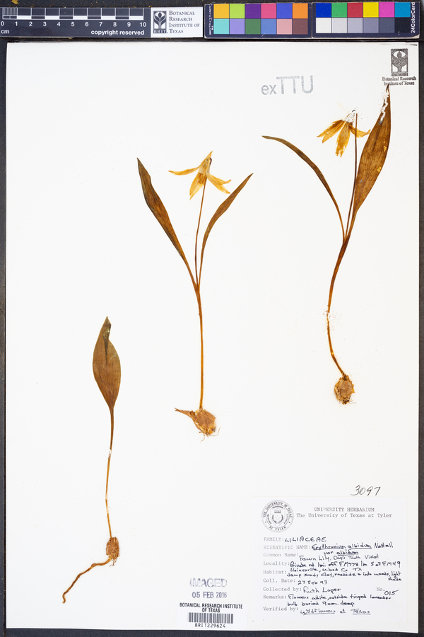 Erythronium albidum var. albidum image