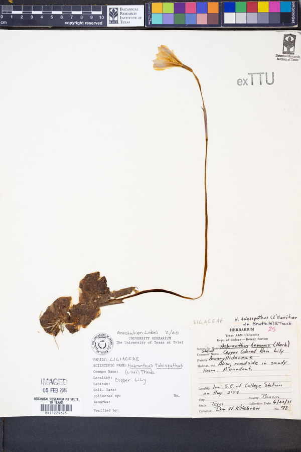 Habranthus image