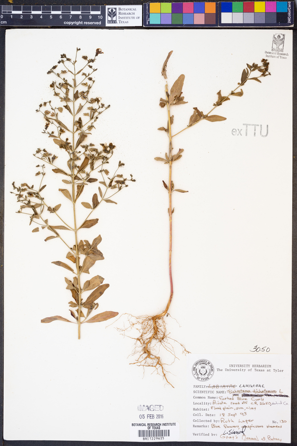 Trichostema dichotomum image