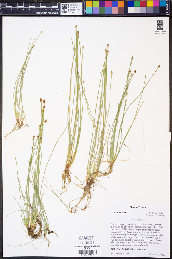 Eleocharis albida image