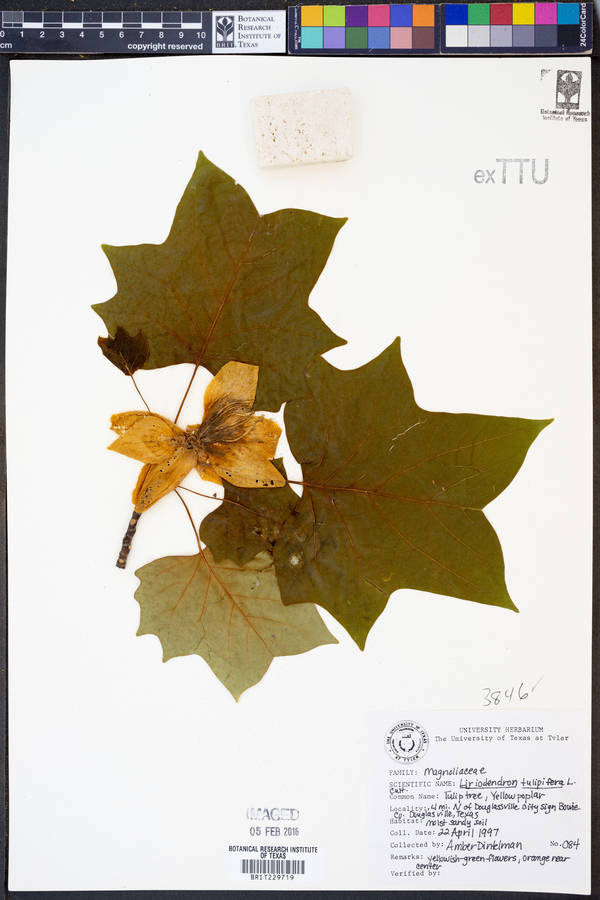 Liriodendron image