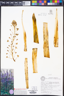 Image of Scilla hyacinthoides