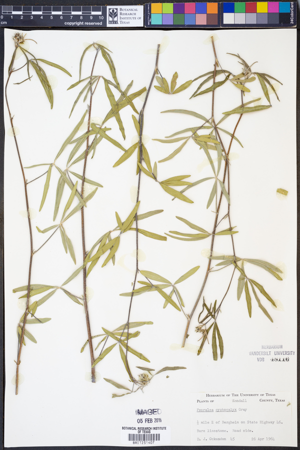 Psoralea cyphocalyx image