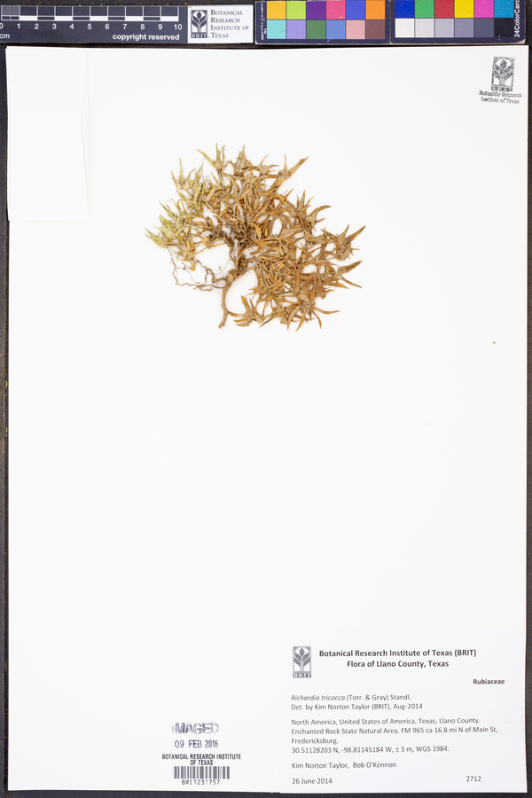 Richardia tricocca image
