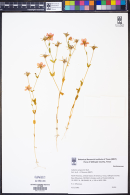 Sabatia campestris image