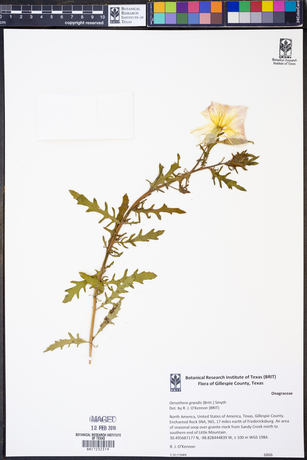 Oenothera grandis image