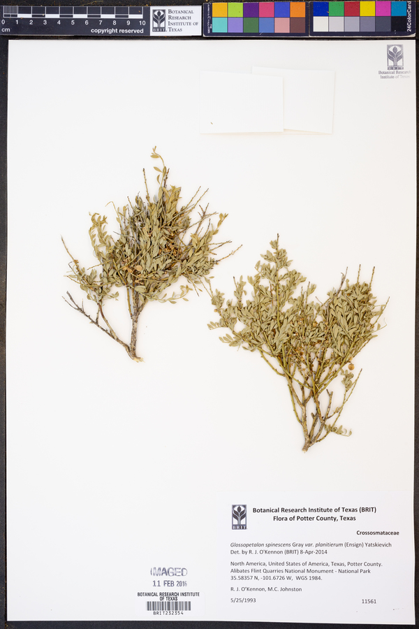 Glossopetalon spinescens var. planitierum image