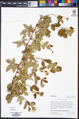 Rubus trivialis image