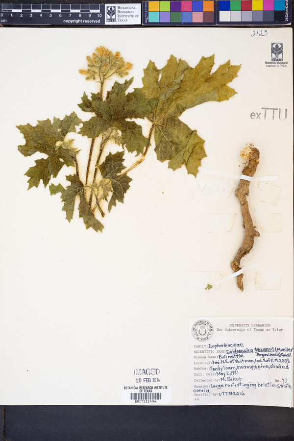 Cnidoscolus texanus image