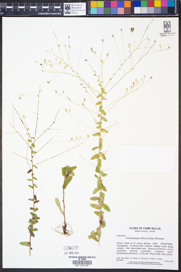Chaetopappa effusa image