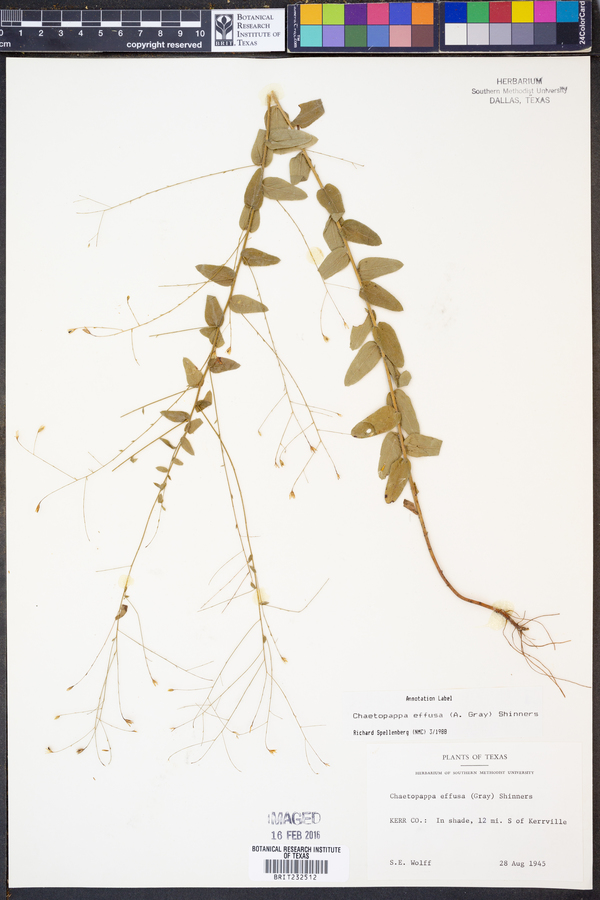 Chaetopappa effusa image