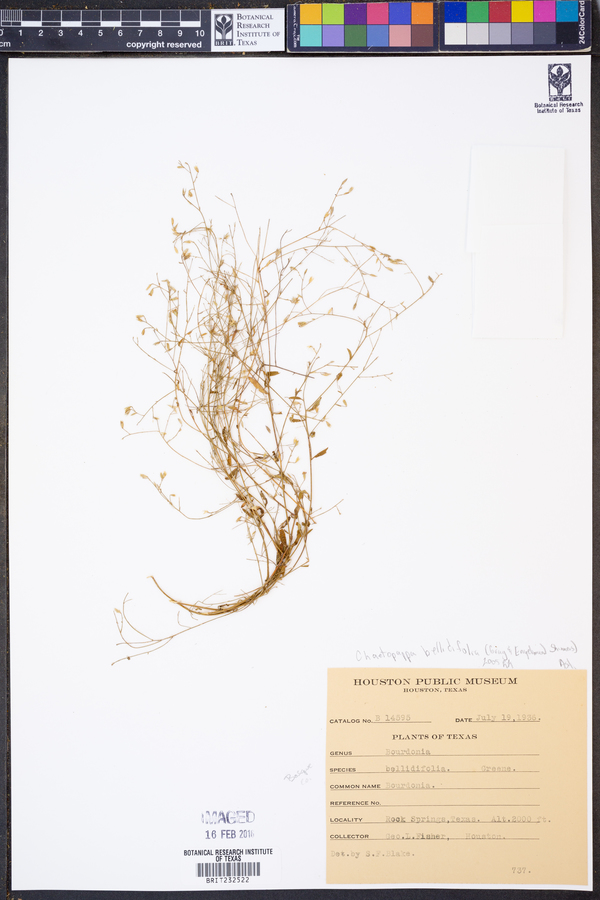 Chaetopappa bellidifolia image