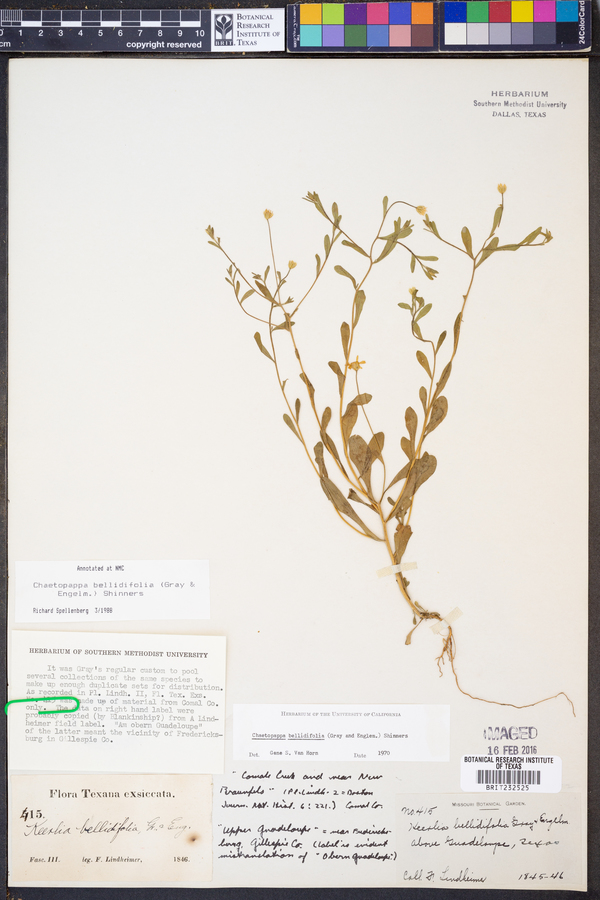 Chaetopappa bellidifolia image