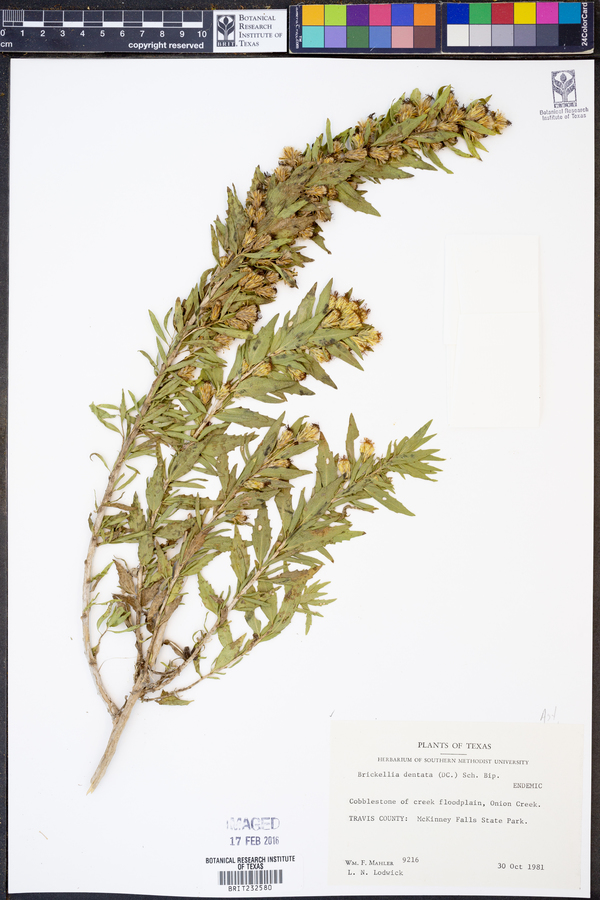 Brickellia dentata image