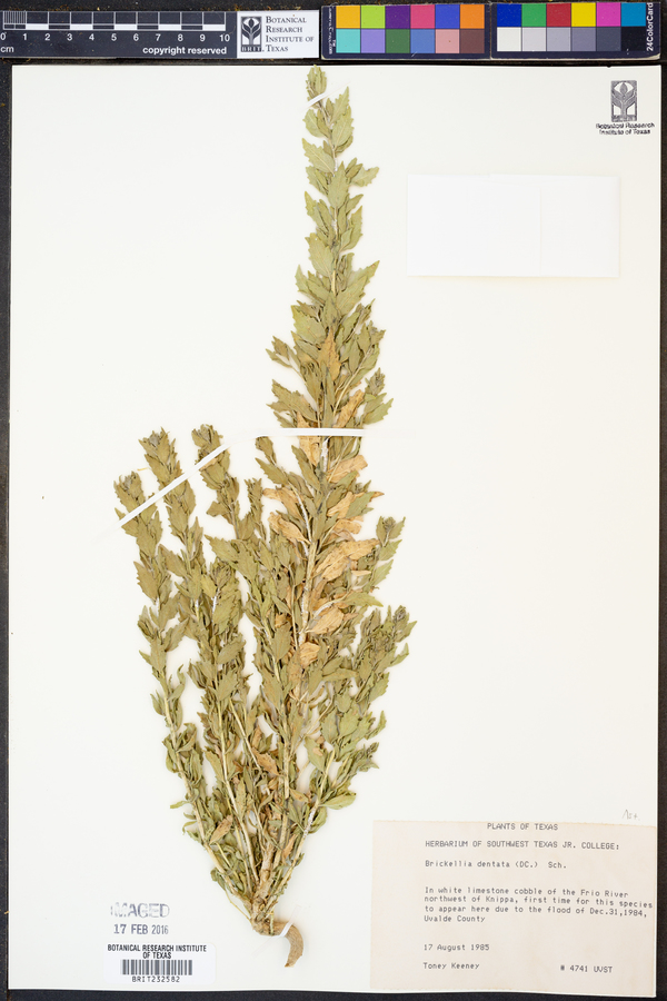 Brickellia dentata image