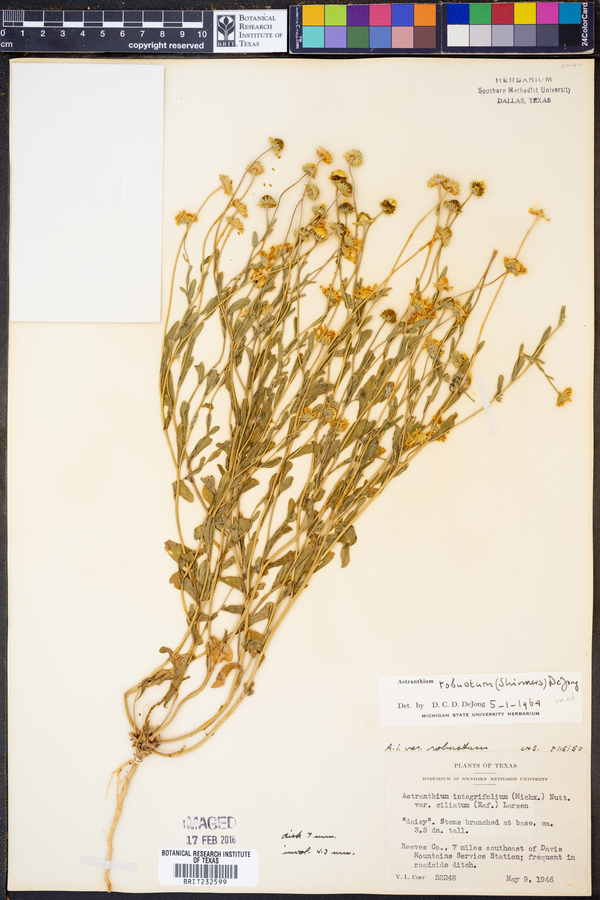Astranthium robustum image