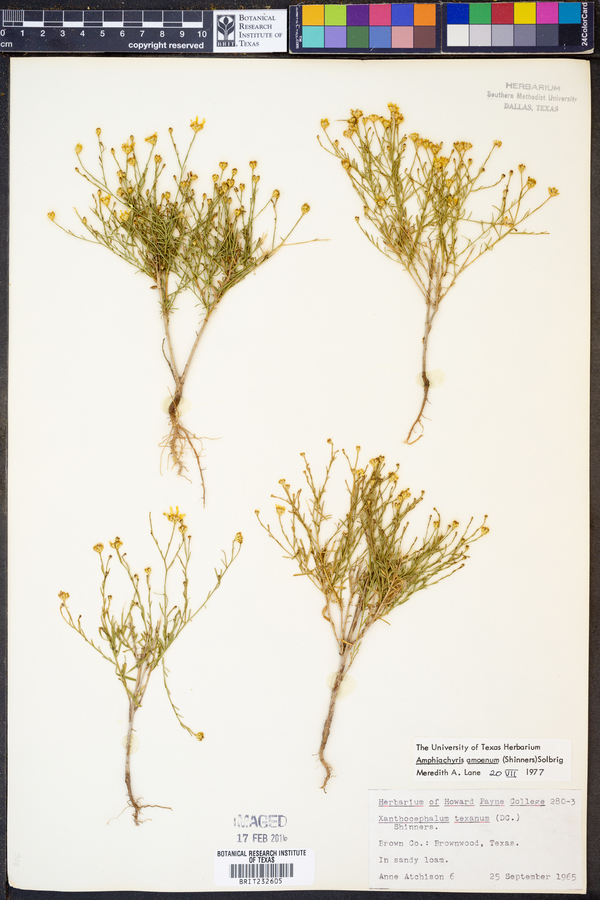 Amphiachyris amoenum image