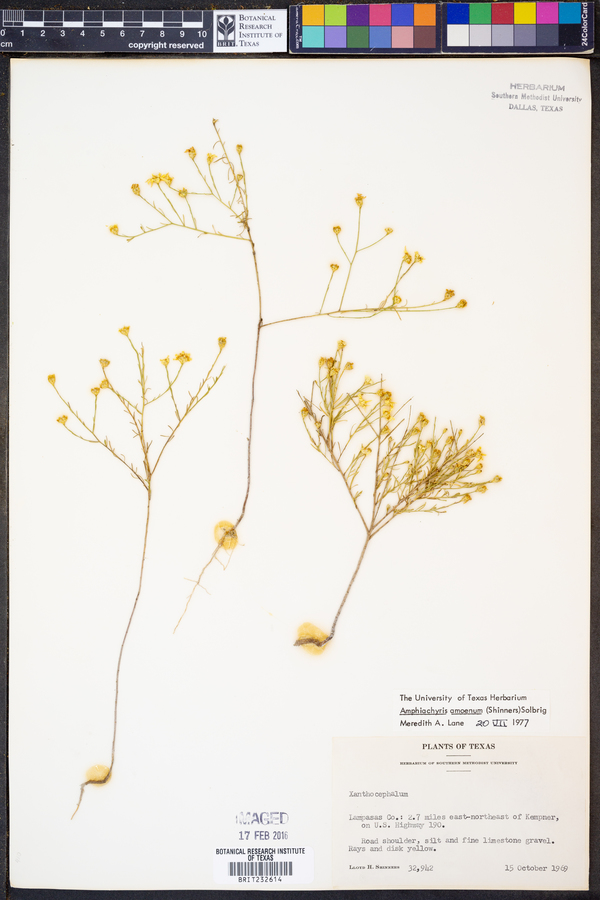 Amphiachyris amoenum image