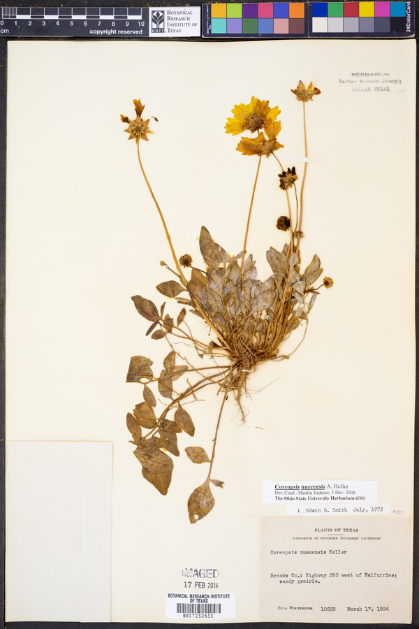 Coreopsis nuecensis image