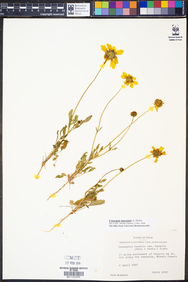 Coreopsis nuecensis image