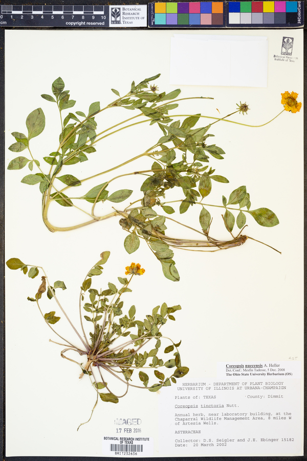 Coreopsis nuecensis image