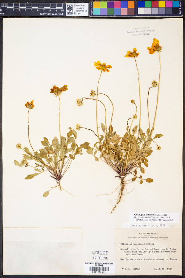 Coreopsis nuecensis image