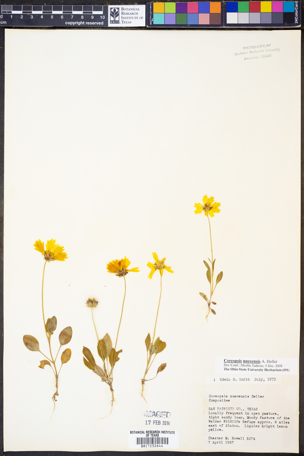 Coreopsis nuecensis image