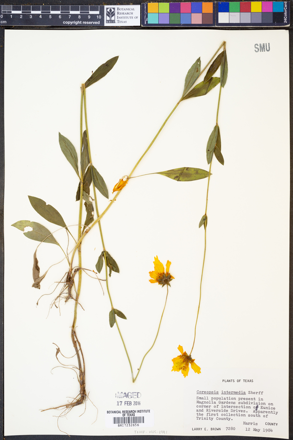 Coreopsis intermedia image