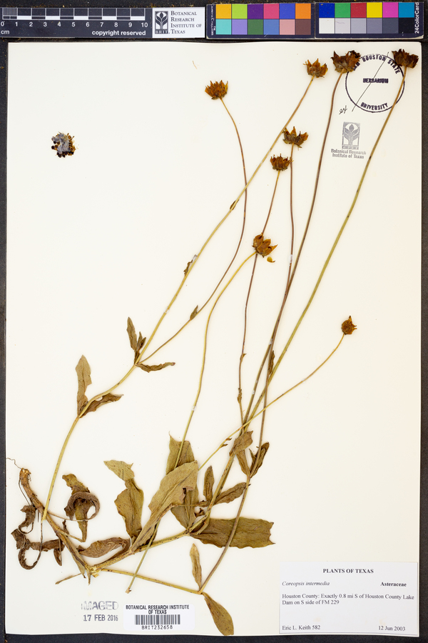 Coreopsis intermedia image