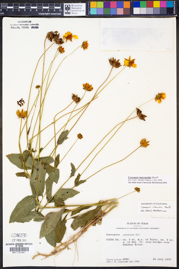 Coreopsis intermedia image