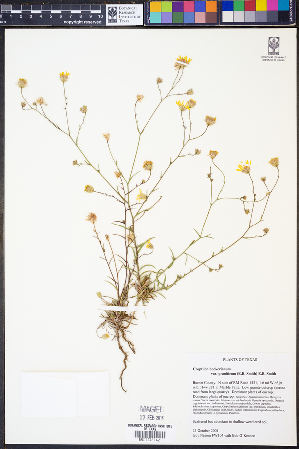 Croptilon hookerianum var. graniticum image