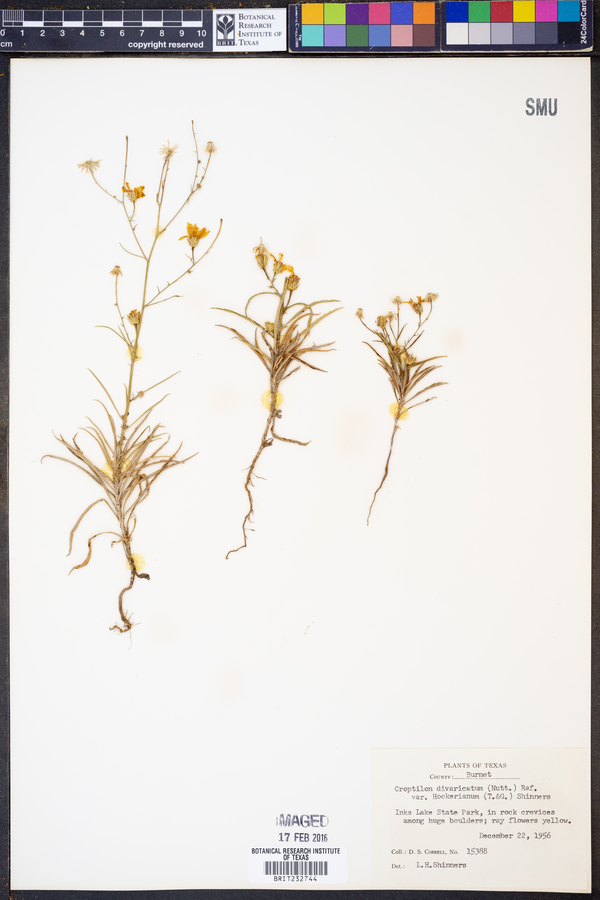 Croptilon divaricatum image