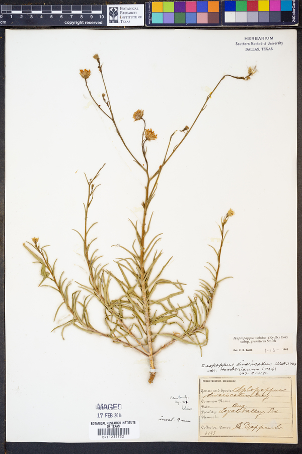 Haplopappus validus subsp. graniticus image