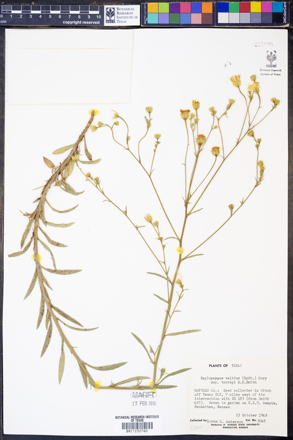 Haplopappus validus subsp. torreyi image