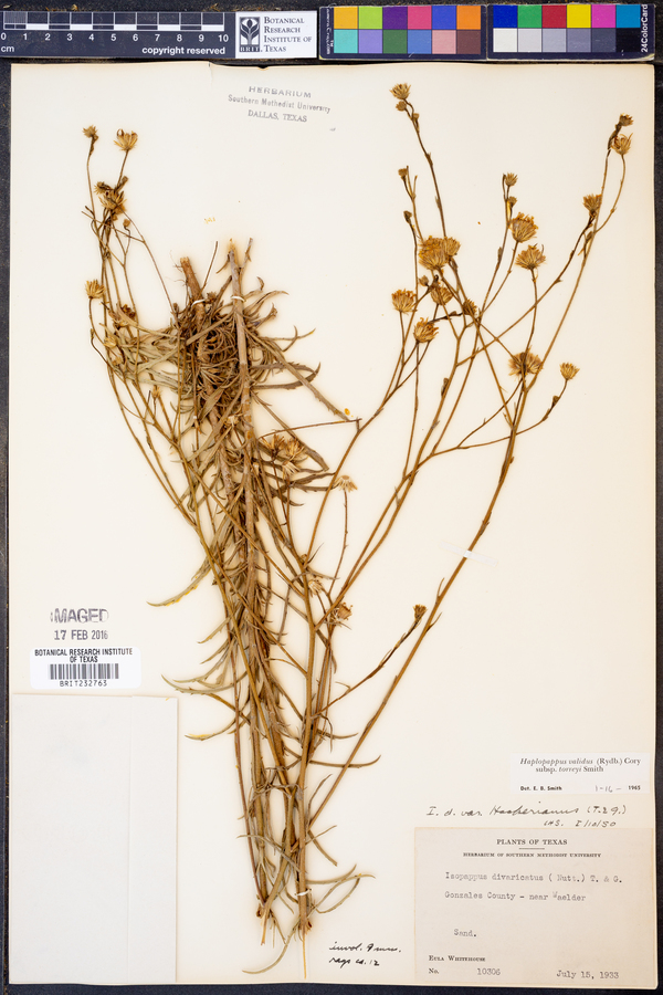 Haplopappus validus subsp. torreyi image