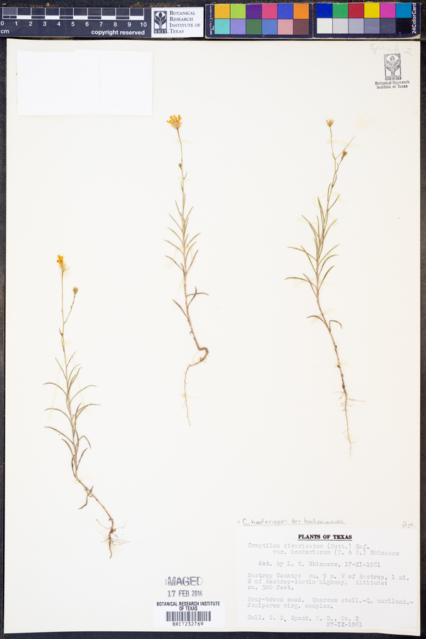 Croptilon hookerianum var. hookerianum image