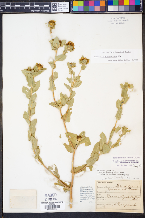 Grindelia microcephala var. adenodonta image