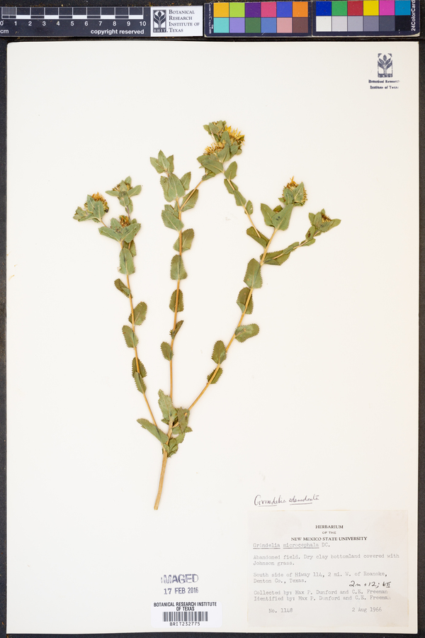 Grindelia adenodonta image