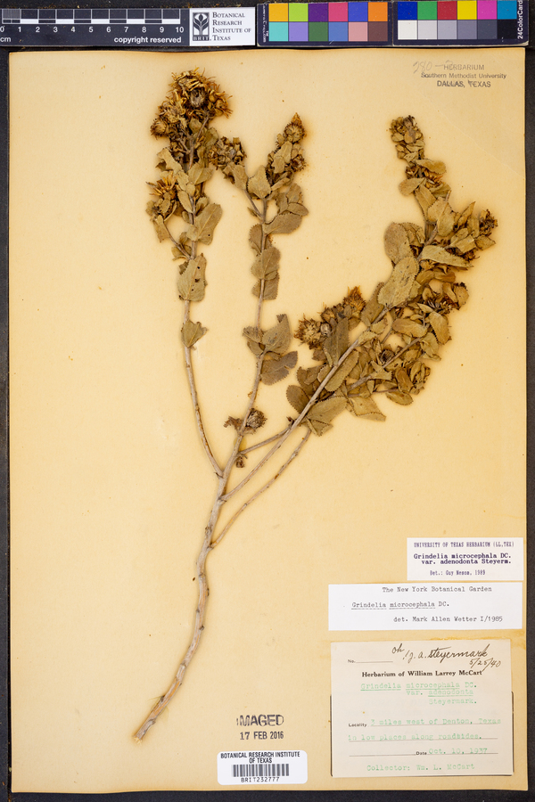 Grindelia microcephala var. adenodonta image