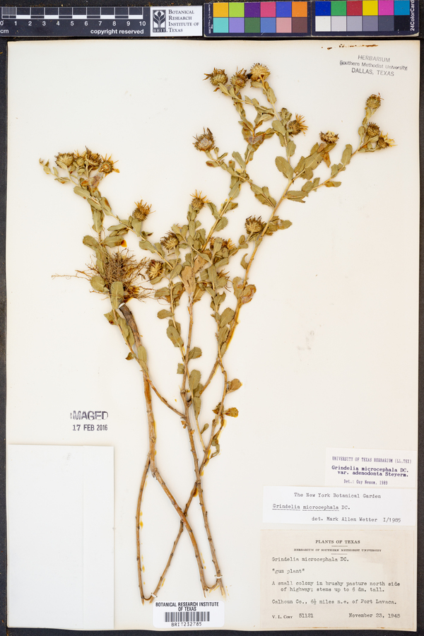 Grindelia microcephala var. adenodonta image