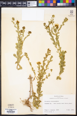 Grindelia microcephala image