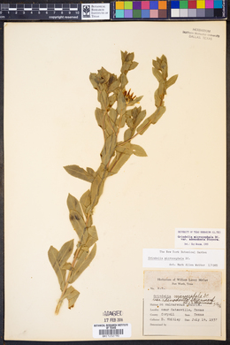 Grindelia microcephala var. adenodonta image