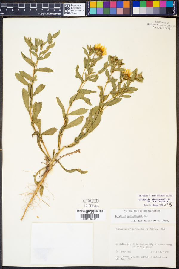 Grindelia microcephala image