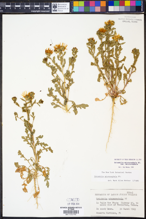 Grindelia microcephala var. microcephala image