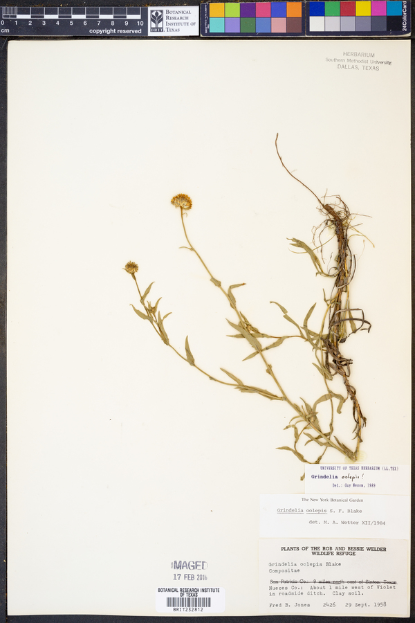 Grindelia oolepis image