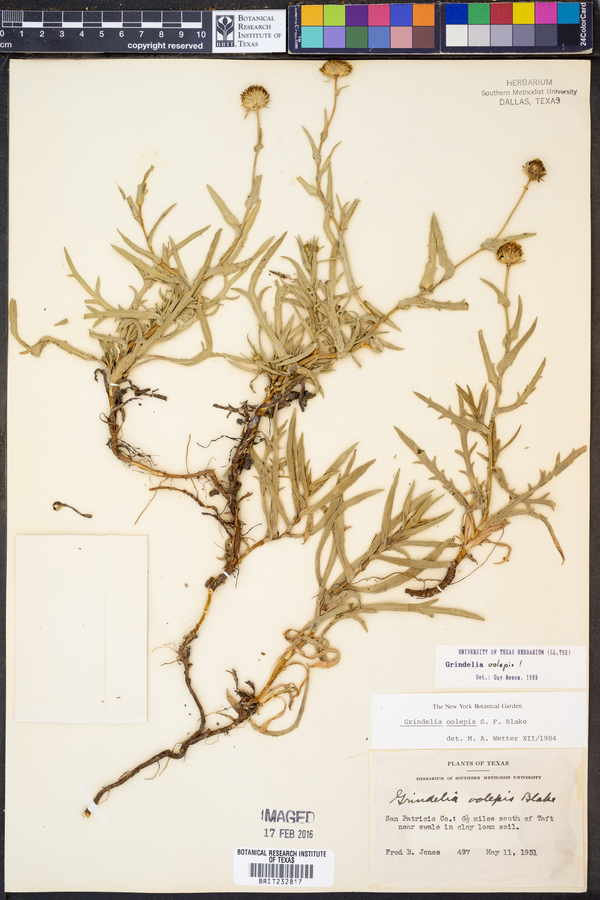 Grindelia oolepis image