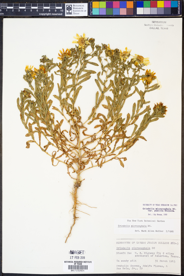 Grindelia microcephala image