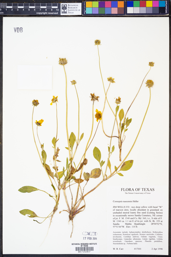 Coreopsis nuecensis image