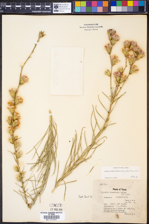 Liatris bracteata image