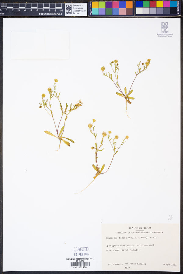 Hymenoxys texana image